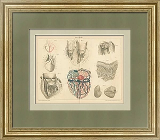 Старинная гравюра "Сердце I"