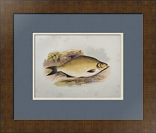 Антикварная хромолитография "Лещ обыкновенный"