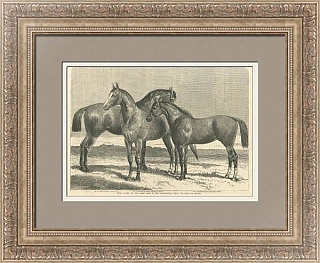 Антикварная гравюра "Лошади призеры" - оригинальный подарок