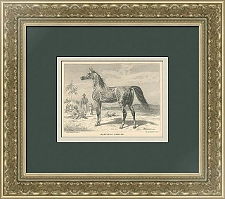 "Арабская лошадь" - оригинальная антикварная гравюра