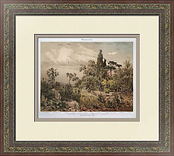 Антикварная хромолитография "Средиземноморская флора"