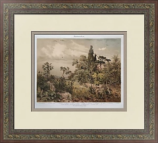 Антикварная хромолитография "Средиземноморская флора"