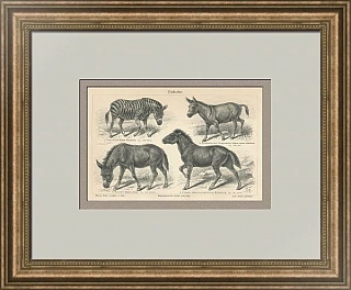 "Непарнокопытные" - оригинальная антикварная гравюра