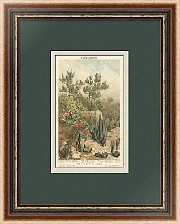 Антикварная хромолитография "Молочай"