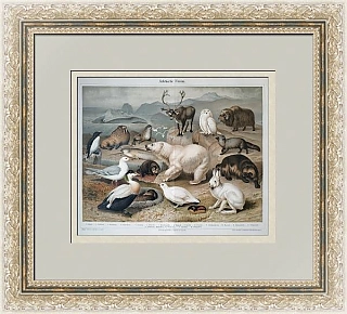 Антикварная хромолитография "Арктическая фауна"