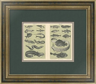 Антикварная гравюра "Рыбы"