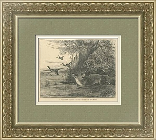 Антикварная гравюра "Четвероногий браконьер лишился своего обеда"