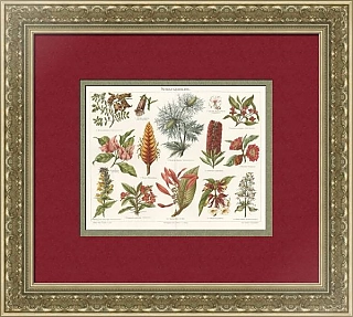 Старинная хромолитография "Тропические растения"