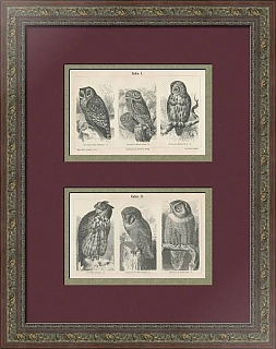 "Совы" - оригинальные антикварные гравюры