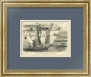 "Разделка акулы" - оригинальная антикварная гравюра