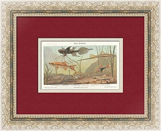 "Декоративные рыбки" - антикварная хромолитография