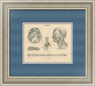 Редкая гравюра "Нервы человека I"