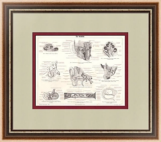 Оригинал старинной страницы "Строение уха"