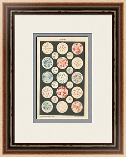 "Бактерии"- редкая антикварная хромолитография