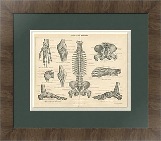 "Связочный аппарат" - антикварная гравюра