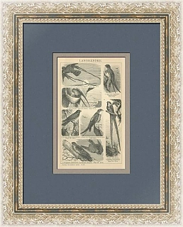 "Ласточки и стрижи" - оригинальная антикварная гравюра