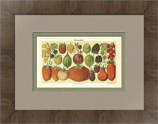 Антикварная хромолитография "Ягоды"