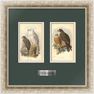 Антикварные гравюры "Соколы и Сапсаны"