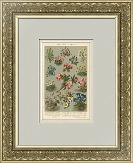 "Альпийские цветы" - антикварная хромолитография