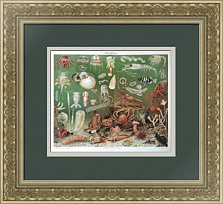 Антикварная хромолитография "Морская фауна"