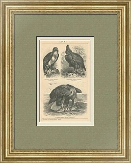 "Хищные птицы" - антикварная немецкая гравюра