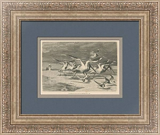 "Ябиру на песчаных отмелях" - антикварная гравюра