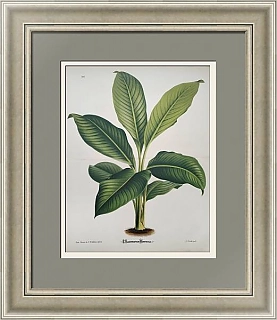 Антикварная хромолитография "Спатифиллум"