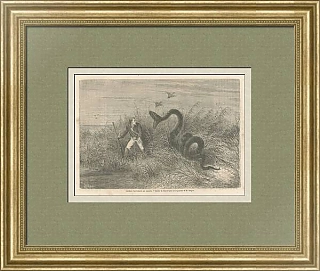 Антикварная гравюра "Инцидент на охоте"