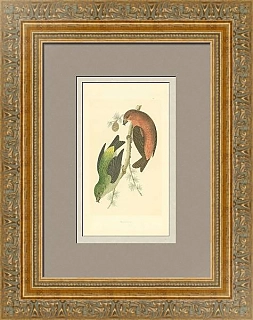 Антикварная гравюра "Клесты"