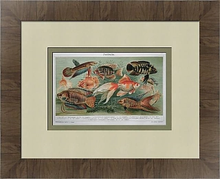 Антикварная хромолитография "Декоративные рыбки"