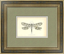 Антикварная гравюра "Стрекоза"