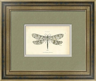 Антикварная гравюра "Стрекоза"