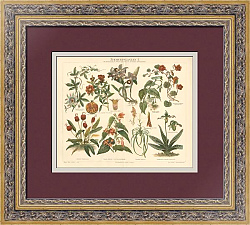 Антикварная немецкая хромолитография "Комнатные растения"