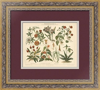 Антикварная немецкая хромолитография "Комнатные растения"