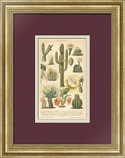 "Кактусы" - оригинальная антикварная хромолитография