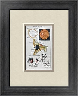 Антикварная хромолитография "Глаз человека"