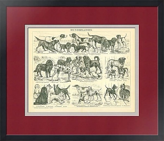 Антикварная гравюра "Породы собак"