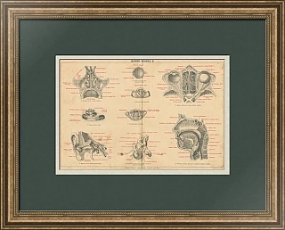 Антикварная гравюра "Анатомия человека. Органы головы"