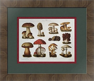 Антикварная хромолитография "Грибы"