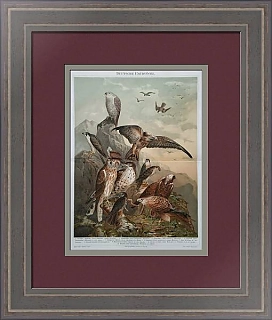 Антикварная хромолитография "Хищные птицы"