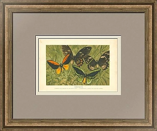 Антикварная хромолитография "Птицекрылки"