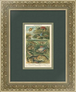 "Подводный мир" - немецкая оригинальная хромолитография