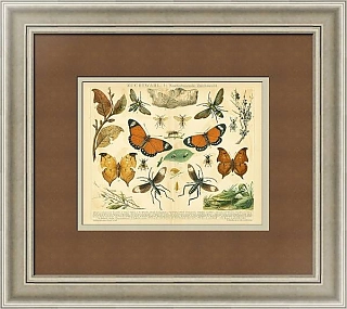 Антикварная хромолитография "Селекция бабочек"