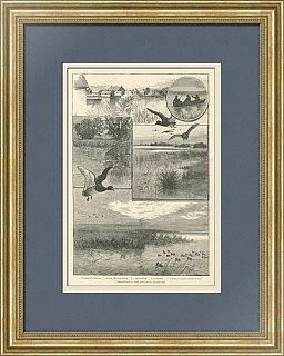 "Охота на уток на озере Эри" - антикварная гравюра