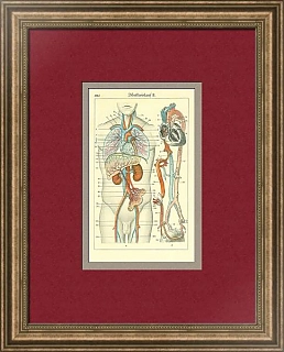 Антикварная гравюра "Кровообращение"