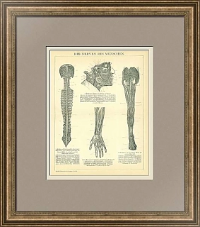 Антикварная гравюра "Нервная система"