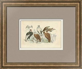 Антикварная хромолитография "Стервятники"