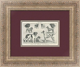 "Породы собак" - оригинальная антикварная литография