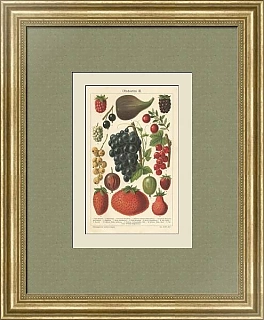 Антикварная хромолитография "Ягоды"