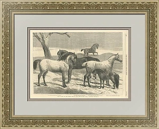 Антикварная гравюра "Выставка лошадей" - оригинальный подарок